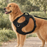 Vue de profil du harnais noir DEENII porté par un chien sur un chemin